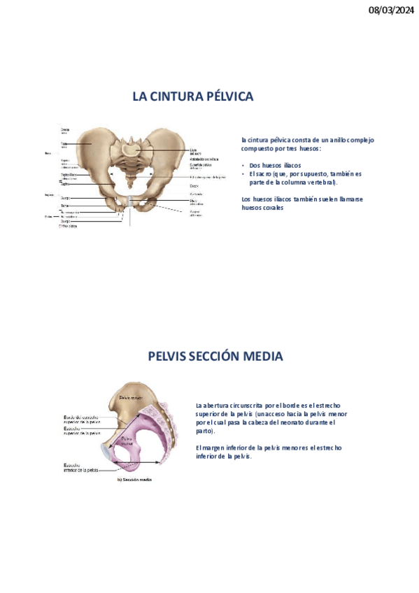 Miniatura del documento extremidades-inferiores.pdf