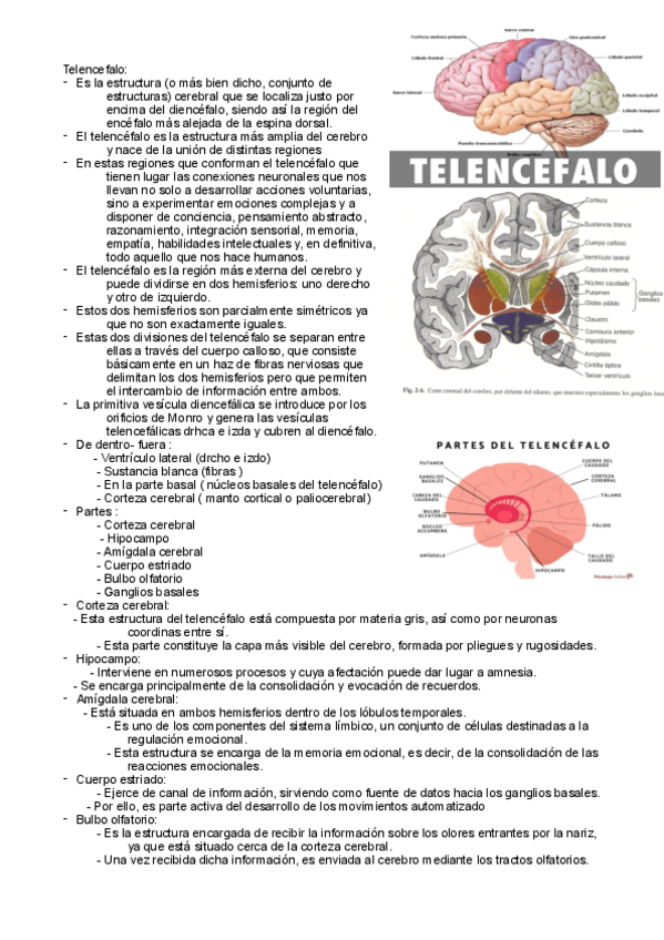 Miniatura del documento Telencefalo.pdf