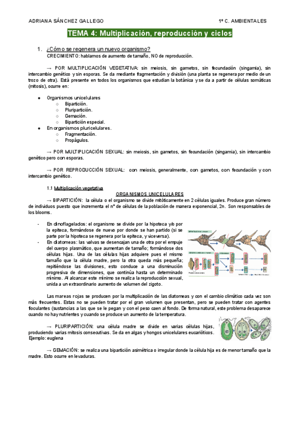 Miniatura del documento TEMA-4.1-Multiplicacion-reproduccion-y-ciclos.pdf