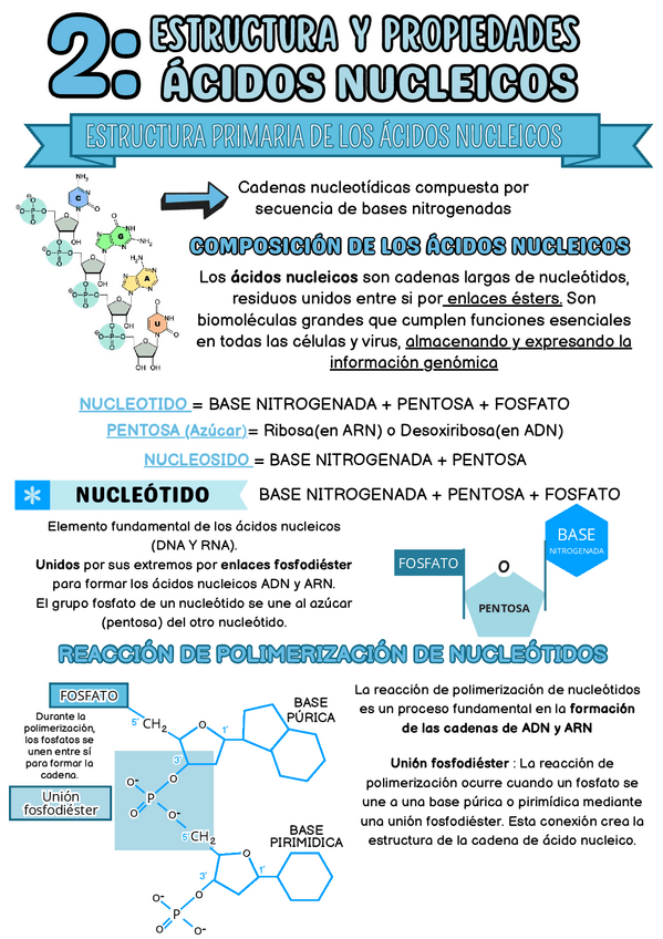 Miniatura del documento GENETICA-T-2-Estructura-y-propiedades-a.-nucleicos.pdf