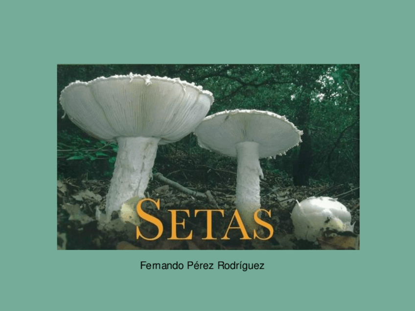 Miniatura del documento Seminario-Setas-con-apuntes.pdf