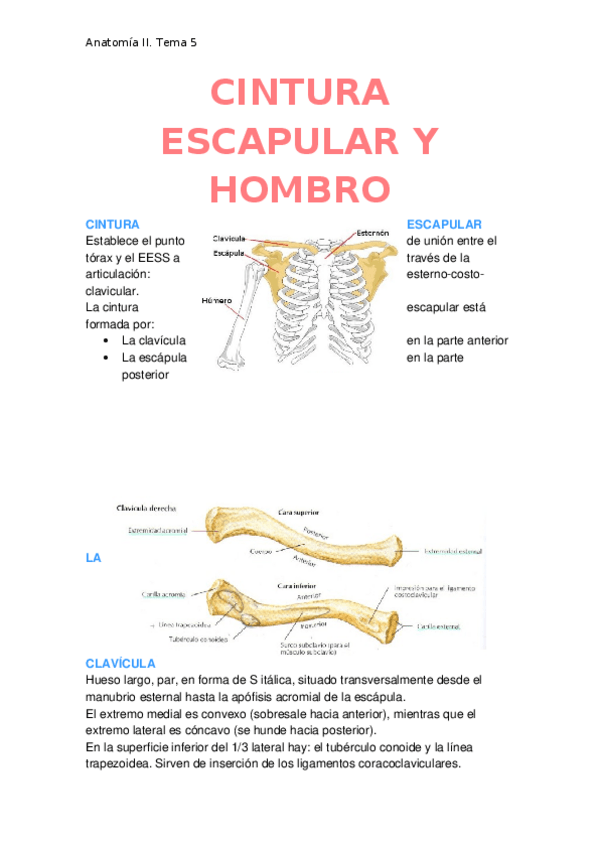 Miniatura del documento Cintura-escapular-y-hombro.docx