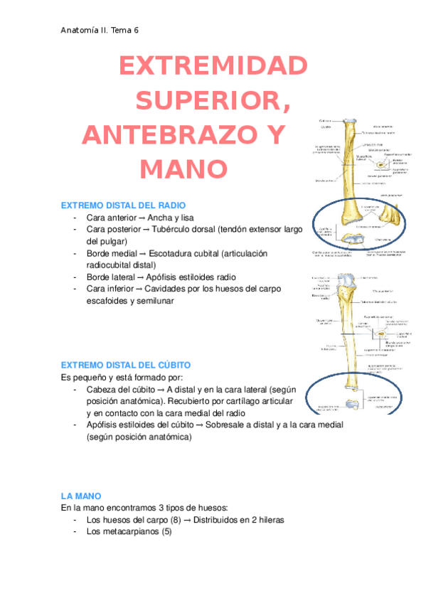 Miniatura del documento Extremidad-superior-antebrazo-y-mano.docx