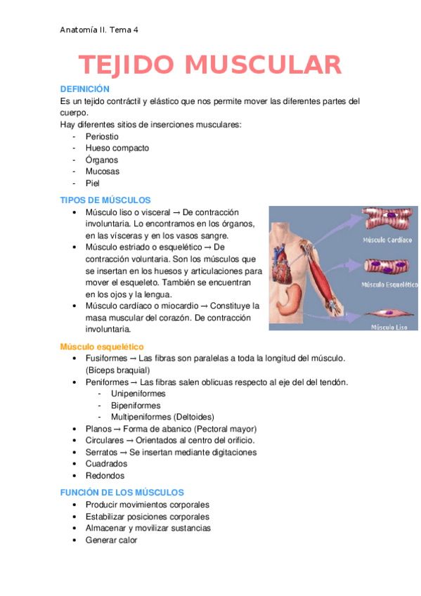 Miniatura del documento Tejido-muscular.docx