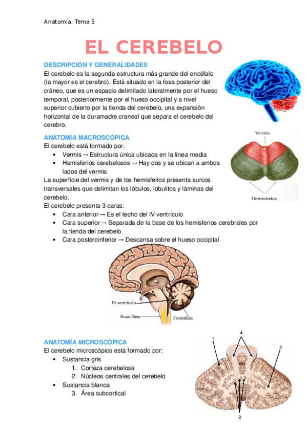 Miniatura del documento Cerebelo.docx