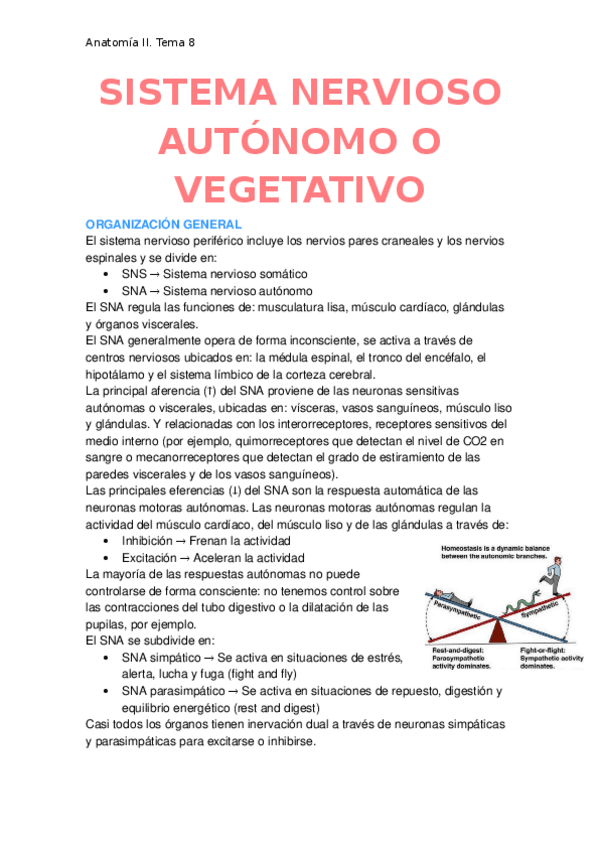 Miniatura del documento Sistema-nervioso-autonomo-o-vegetativo.docx