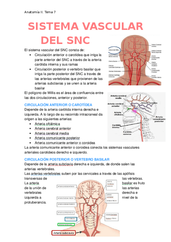 Miniatura del documento Sistema-vascular-del-SNC.docx