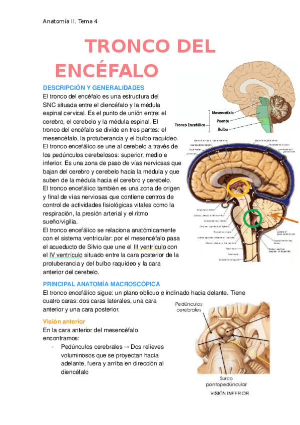 Miniatura del documento Tronco-del-encefalo.docx