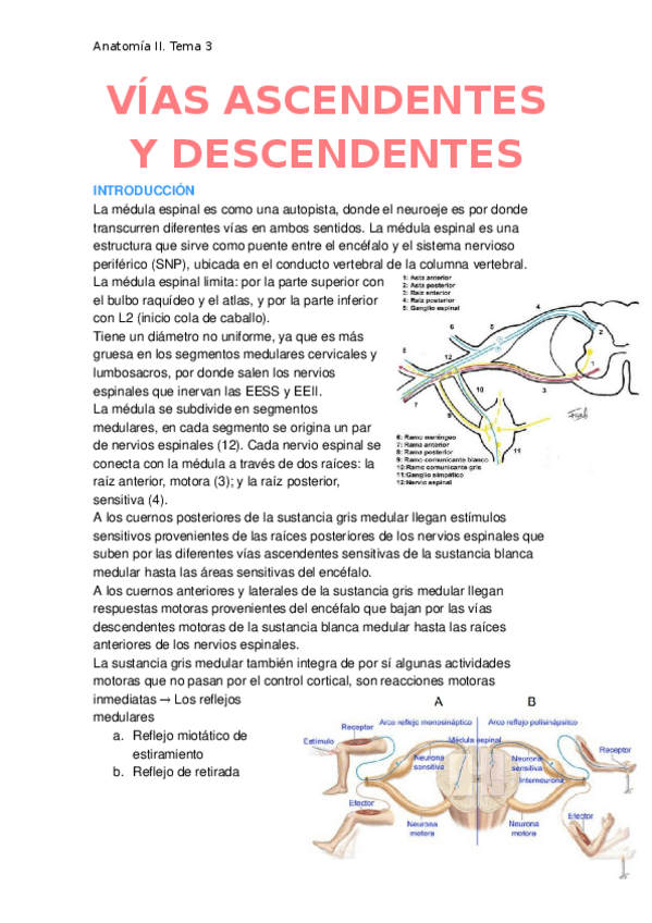 Miniatura del documento Vias-ascendentes-y-descendentes.docx