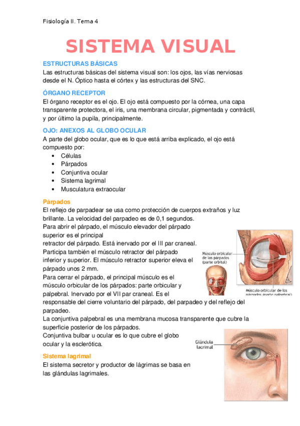 Miniatura del documento Sistema-visual.docx
