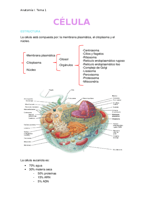 Miniatura del documento CELULA.docx