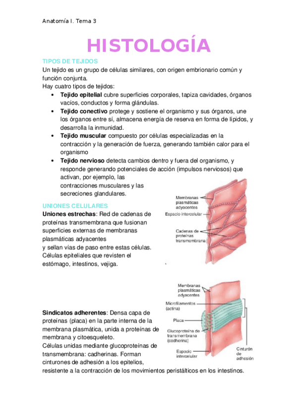 Miniatura del documento Histologia.docx
