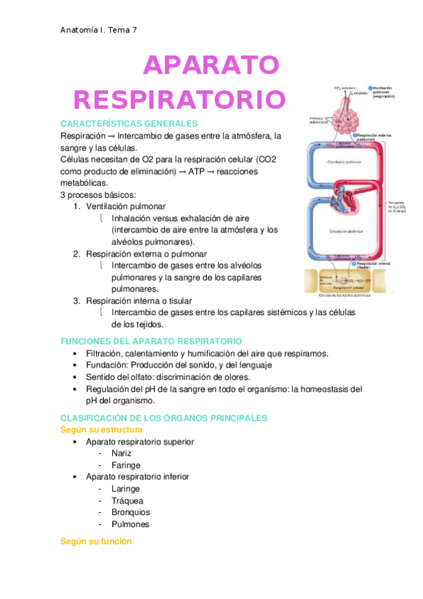 Miniatura del documento Aparato-respiratorio.docx