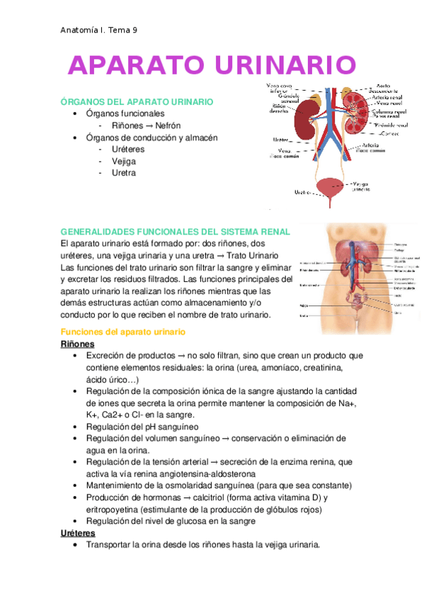 Miniatura del documento Aparato-urinario.docx