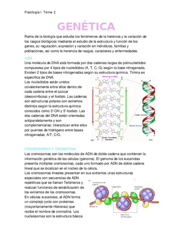 Miniatura del documento GENETICA.docx