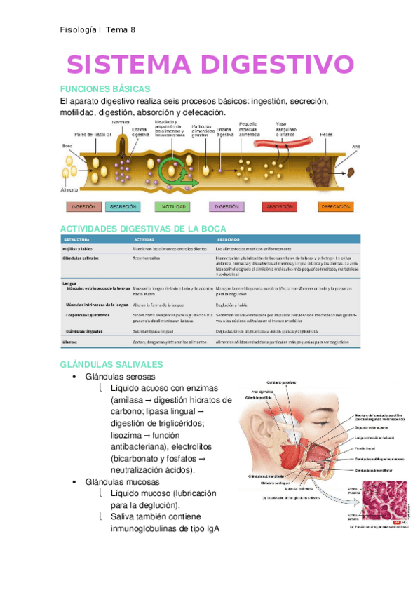 Miniatura del documento Sistema-digestivo.docx