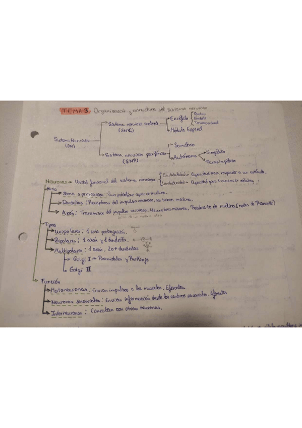Miniatura del documento Tema-3 Estructura Sistema nervioso.pdf