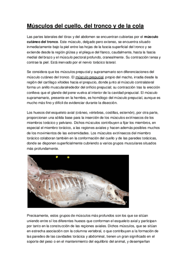 Miniatura del documento Resumen-Musculatura-Axial-Veterinaria.pdf