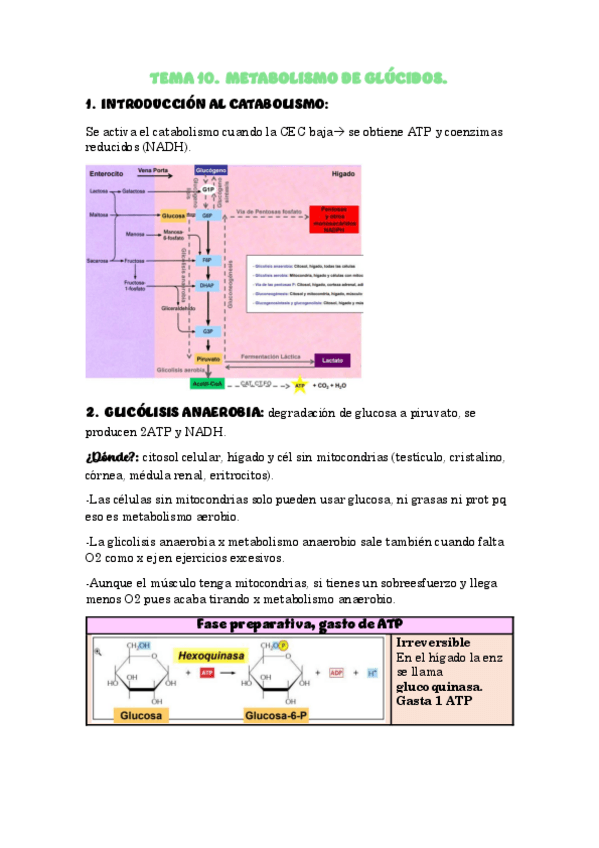 Miniatura del documento Tema-10-Metabolismo-de-glucidos.pdf