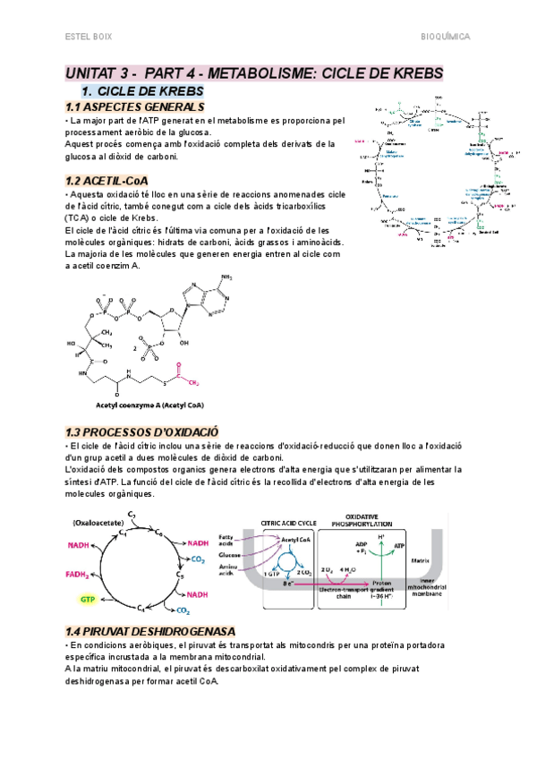 Miniatura del documento UNITAT 3 - PART 4 - Metabolisme - Cicle de Krebs.pdf