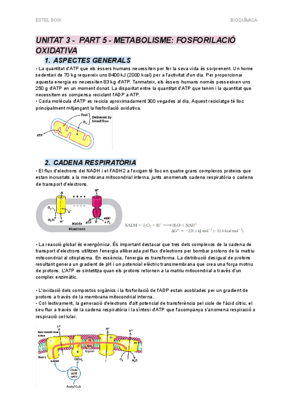 Miniatura del documento UNITAT 3 - PART 5 - Metabolisme - Fosforilació oxidativa.pdf