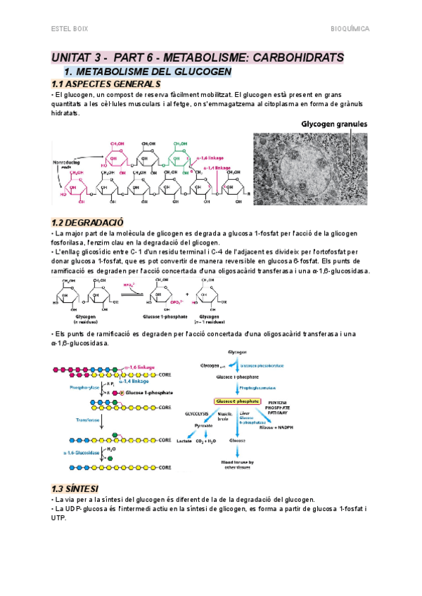 Miniatura del documento UNITAT 3 - PART 6 - Metabolisme - Carbohidrats.pdf