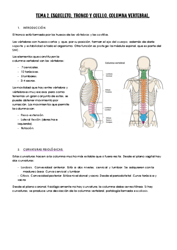 Miniatura del documento Tema-2.-Esqueleto-tronco-y-cuello.-Columna-vertebral.pdf