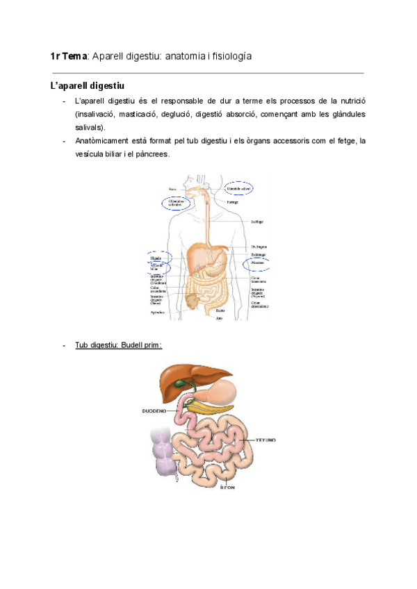 Miniatura del documento 1r-Tema-Aparell-digestiu-anatomia-i-fisiologia.pdf