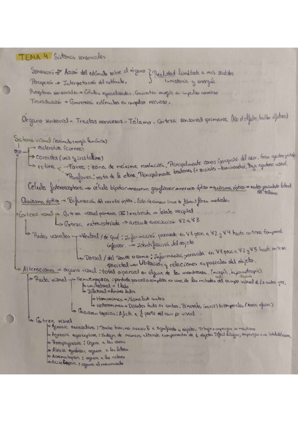 Miniatura del documento Tema-4 Sistemas sensoriales.pdf