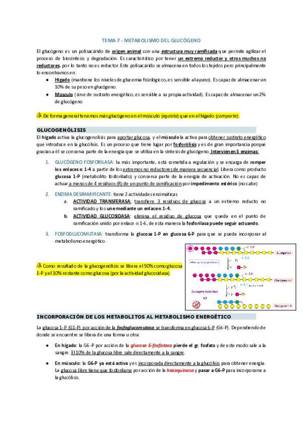 Miniatura del documento T7-METABOLISMO-GLUCOGENO.pdf