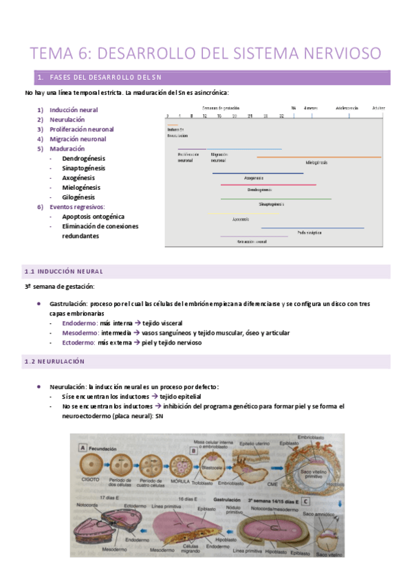 Miniatura del documento T.6-Desarrollo-del-Sistema-Nervioso.pdf