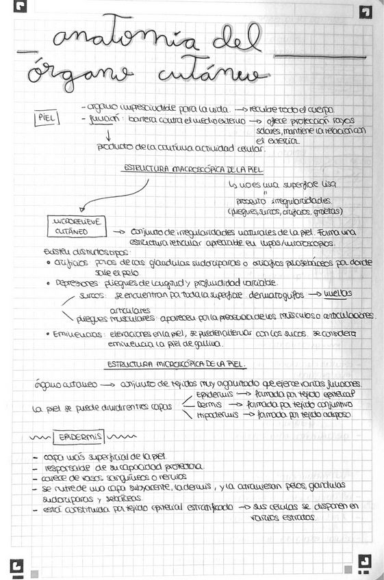 Miniatura del documento Resumen-Anatomia-Del-Organo-Cutaneo.pdf