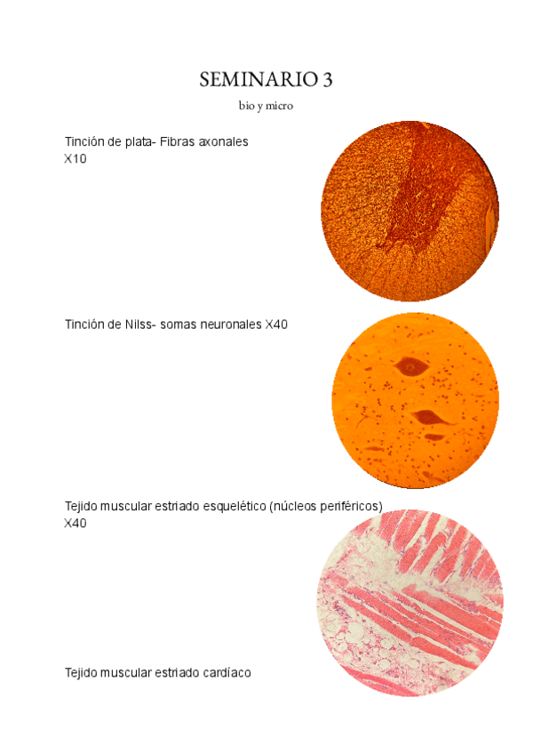 Miniatura del documento Seminario-3.pdf