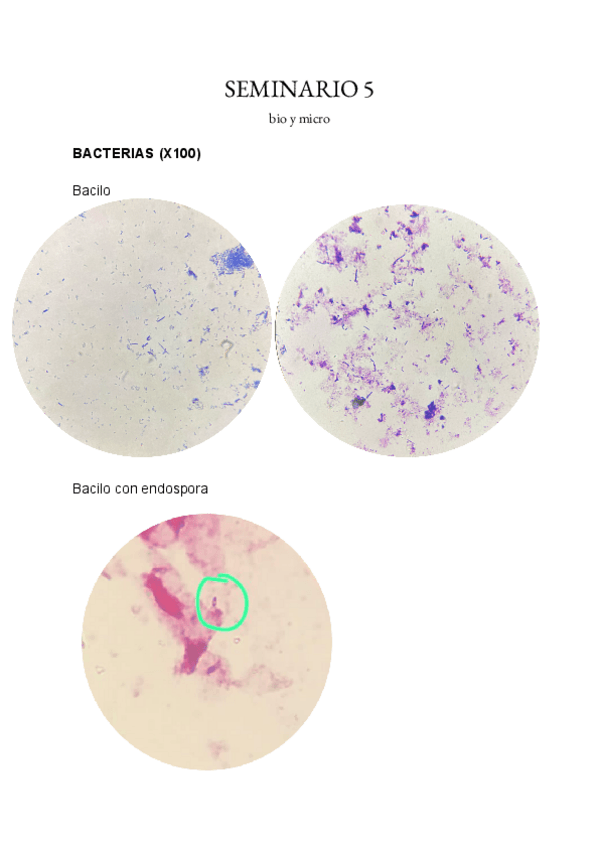 Miniatura del documento seminario-6.pdf