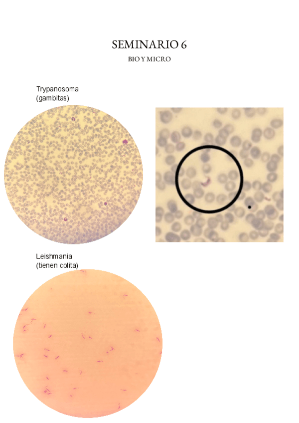 Miniatura del documento seminario-7.pdf