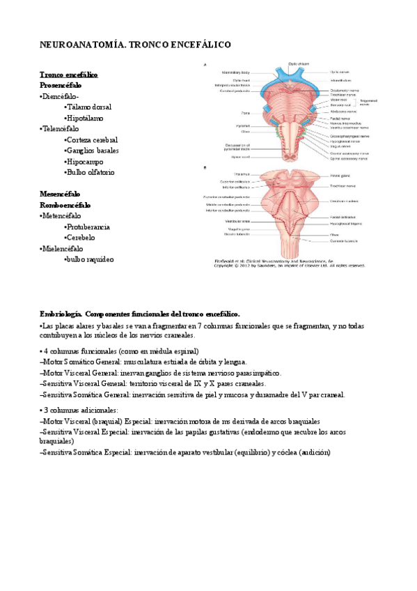 Miniatura del documento 2. Tronco encefálico.pdf