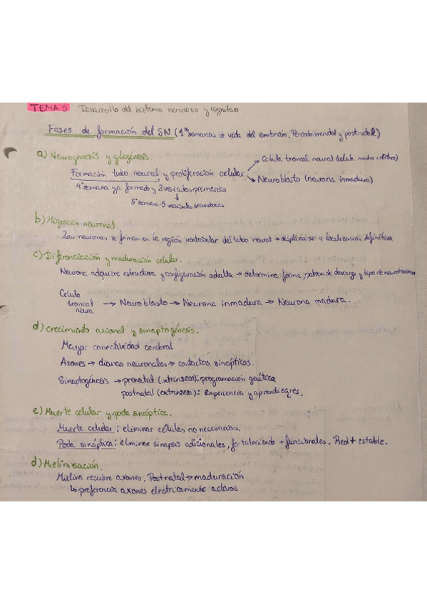 Miniatura del documento Tema-5-Desarrollo Sistema nervioso y cognitivo.pdf