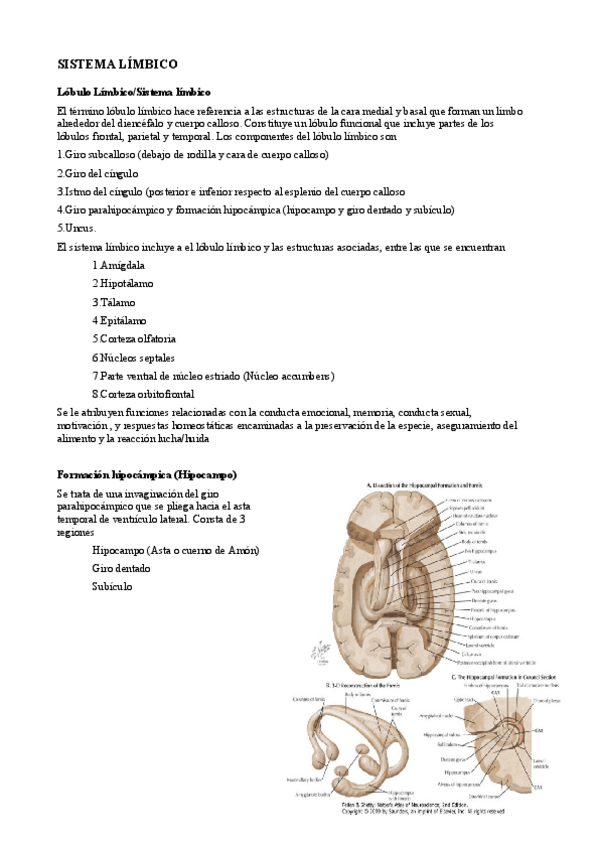 Miniatura del documento 5. Sistema limbico.pdf