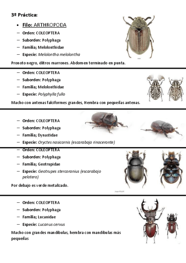 Miniatura del documento VISU-4o-Practica.pdf
