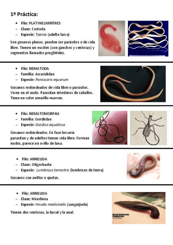 Miniatura del documento VISU-1o-Practica-1.pdf