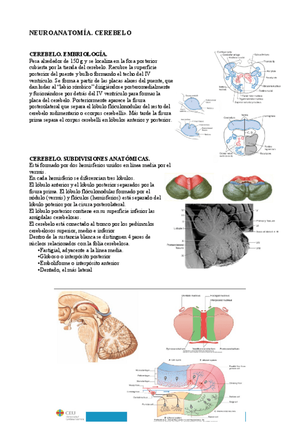 Miniatura del documento 6. Cerebelo.pdf