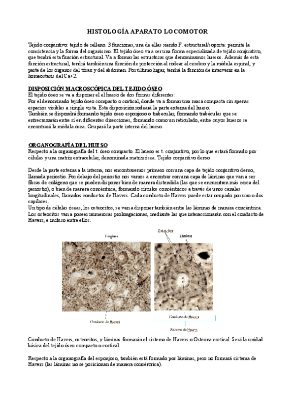 Miniatura del documento histología locomotor.pdf