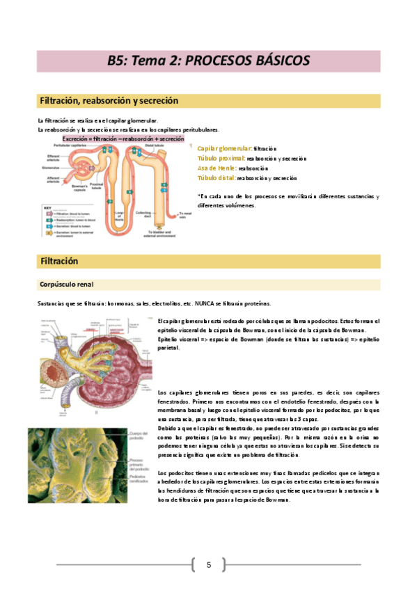 Miniatura del documento Fisiologia-23-24.-Bloque-5-Tema-2.pdf