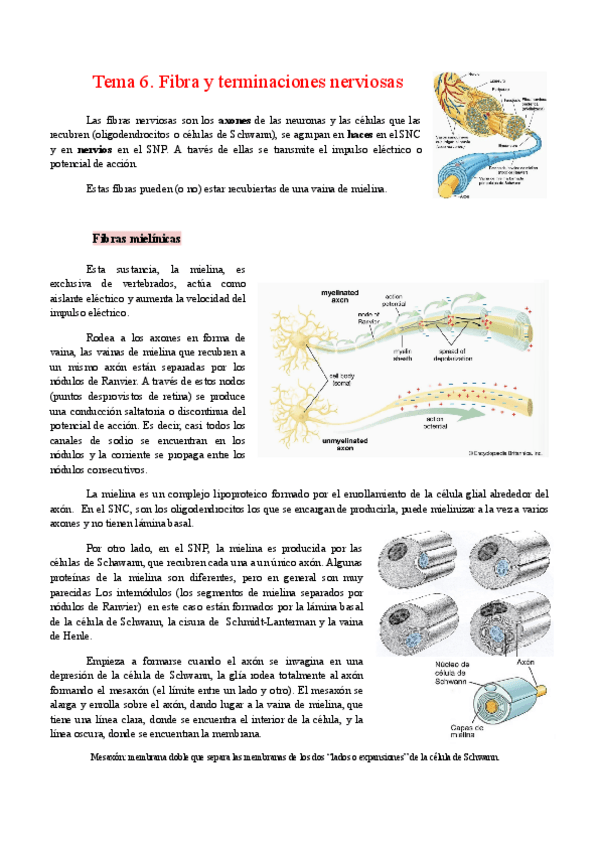 Miniatura del documento Tema-6.-Fibras-y-terminaciones-nerviosas.pdf