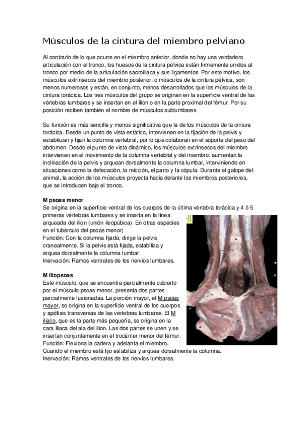 Miniatura del documento Resumen-Musculos-del-miembro-pelviano.pdf