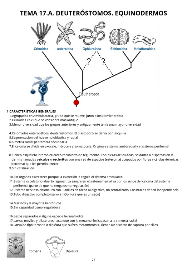 Miniatura del documento Tema-17.A.-Equinodermos.pdf