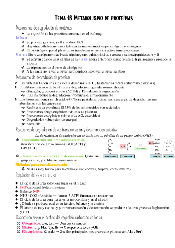 Miniatura del documento Tema-13-bioquimica.pdf