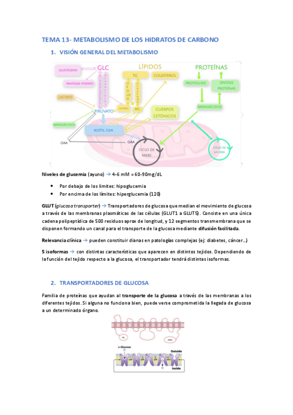 Miniatura del documento Tema-13-metabolismo-de-hidratos-de-carbono.pdf