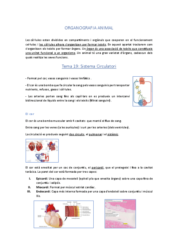 Miniatura del documento Organografia-animal.pdf