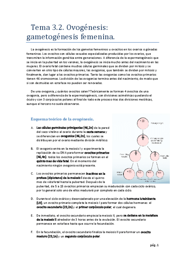 Miniatura del documento Tema 3.2. Ovogénesis.pdf